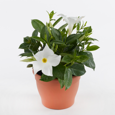 Mandevilla 'Man216901' SUMMERSTAR WHITE- plant klein