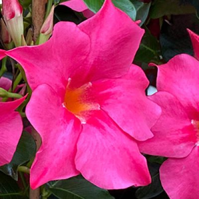 Mandevilla Summerstar Neon detail-vierkant 300x300-60procent