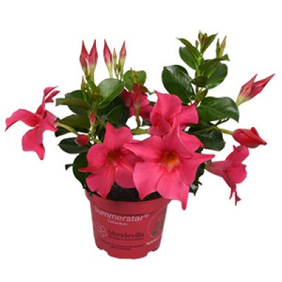 Mandevilla Summerstar Neon in potje-vierkant 300x300-60procent