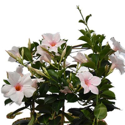 Mandevilla Summerstar Pink Touch 2 vierkant 300x300-60procent