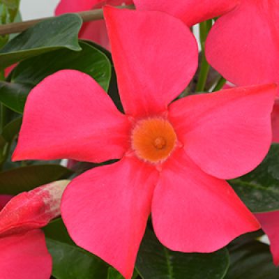 Mandevilla Summerstar Pink detail-vierkant 300x300-60procent