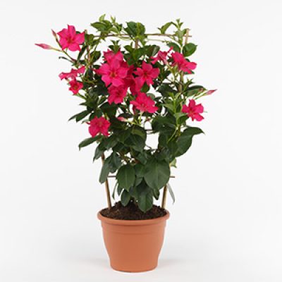 Mandevilla Summerstar pink-vierkant 300x300-60procent