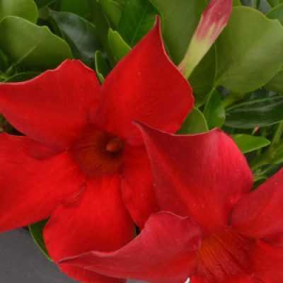 Mandevilla Summerstar red detail-vierkant 300x300-60procent