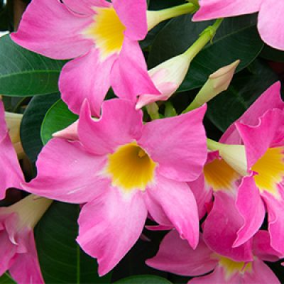 Mandevilla eagle eye-vierkant 300x300-60procent