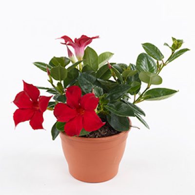 Mandevilla summerstar red in pot-vierkant 300x300-60procent