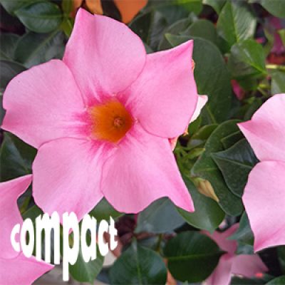 Summerstar Compact Pink 300x300-60procent