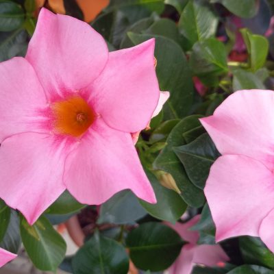 Summerstar Neon Light Pink bijgesneden liggend