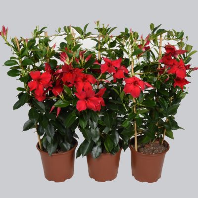 Summerstar New Red 3 plant trellis