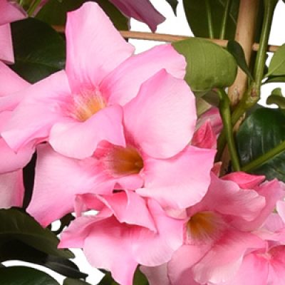 Summerstar Pink Magic-detail vierkant 300x300-60procent