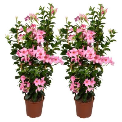 Summerstar Pink Magic-vierkant 300x300-60procent