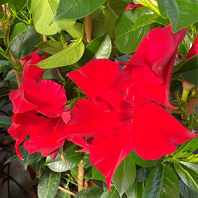 Summerstar new red detail vierkant groot