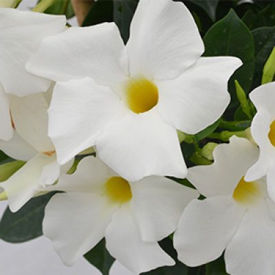 Summerstar-white-detail-300x300-2