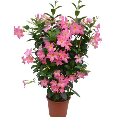 mandevilla eagle eye in pot 800x800