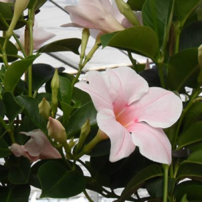 pink touch 2 vierkant 300x300-60procent